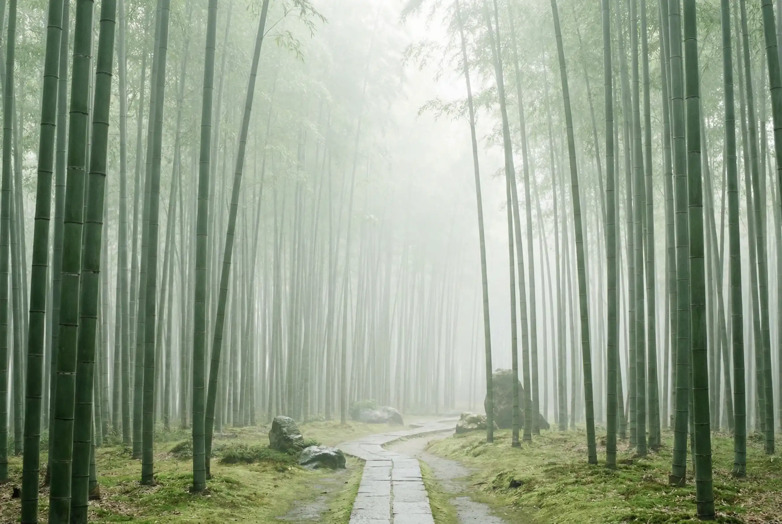 澳门天空彩 自然恩赐计划竹林背景